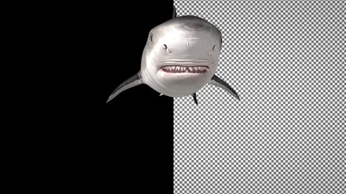 Shark swims over the camera, Alpha Channel