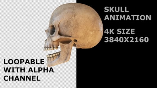 3D-Animationsschleife mit menschlichem Schädel
