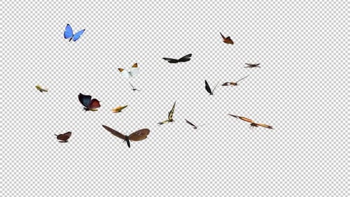 Flying Butterflies Realistic Animation with Alpha Channel