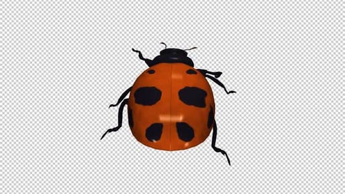 Red Ladybird Beetle Bug - Crawling Walk Loop - Back View CU - Alpha Channel