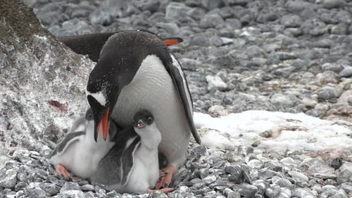 Antarctica. Penguins. Penguin colony on the rocky shore of Antarctica. Wildlife of Antarctica.
