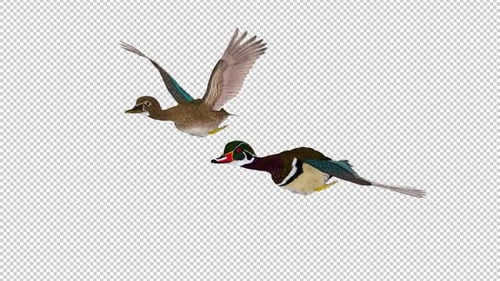 American Wood Ducks - Male and Female - 2 Water Birds - Flying Loop - Front Angle CU - Alpha Channel
