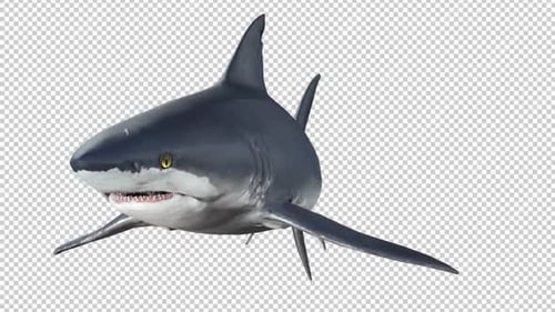 Shark Swim Left View Loop