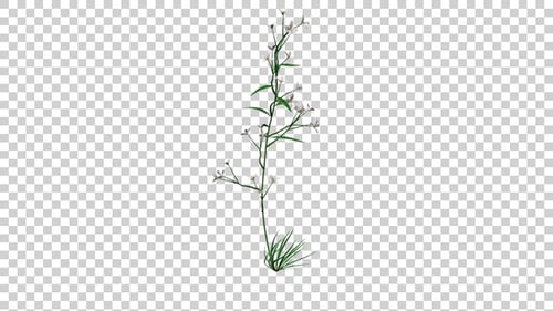 Beautiful Vertical Plant Growth with Blooming White Flowers