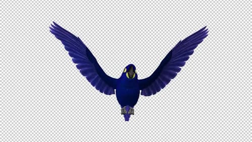 Indigo-Ara — Papageienvogel — Flying Loop — Vorderansicht, Nahaufnahme