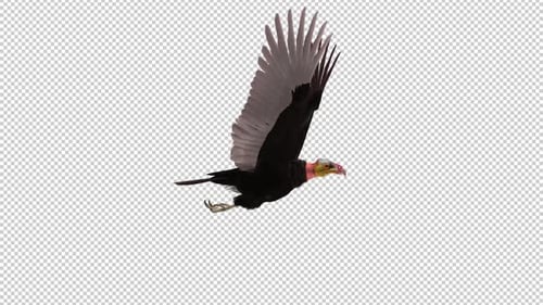 South American Yellow Headed Vulture Bird - Flying Loop - Side View CU