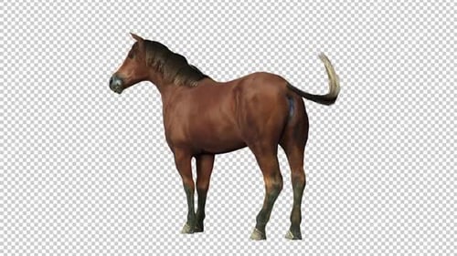 Horse Idle 2 Back View Loop