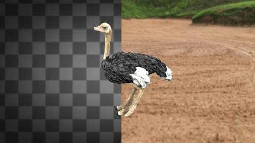 Ostrich Idle