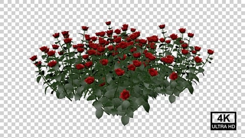 Red Rose Bush Growing Reveal Animation