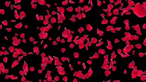 Sakura Pink Rote Blütenblätter fallen herunter. Romantische Blumen Fliegende Blütenblätter weiß.