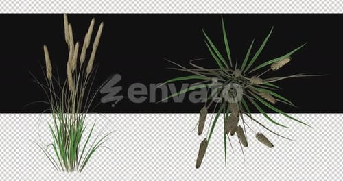 Pack Of 2 Wheat Moving In The Wind On Alpha Loop