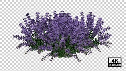 Leucophyllum Flower Plants Growing