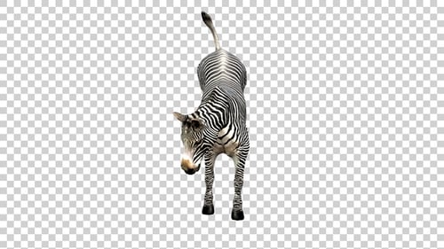 Zebra Attack Vorderansicht