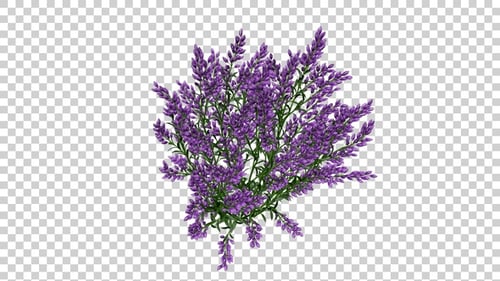 Lavender Flowers