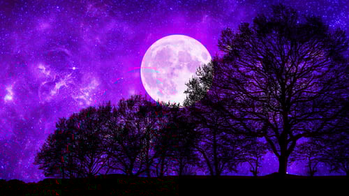 Violet Galaxy Sky Through Forest