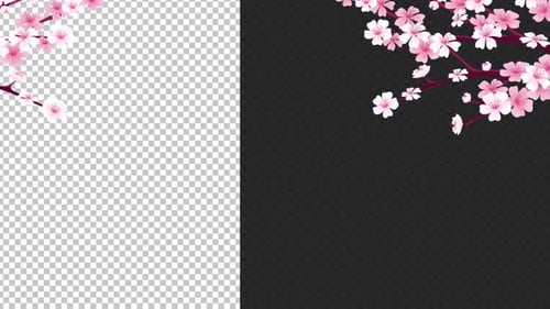 Elegant Pink Cherry Blossom Branch Transition