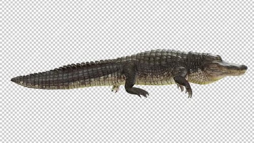Alligator Walk Rundweg mit rechter Sicht