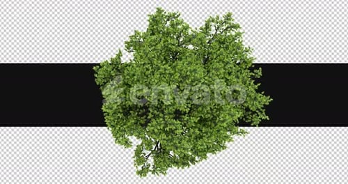 Tree Moving In The Wind On Alpha Channel
