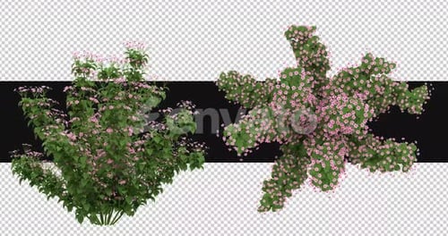 Pack Of 2 Bauhinia Plant With Flowers On Alpha Loop