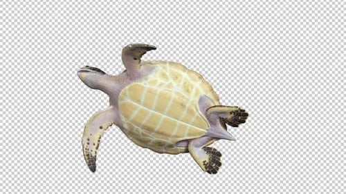 Turtle Swim Bottom View Loop
