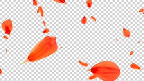 Superposición de pétalos de flor de rosa Alpha V3