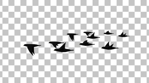 Flock Of Bird Hd