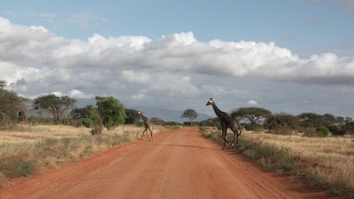 A family of giraffes in Africa. African savanna of wildlife reservation. Safari in Africa.