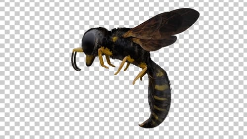 Detailed 3D Wasp Bee Rotating Animation on Black Background