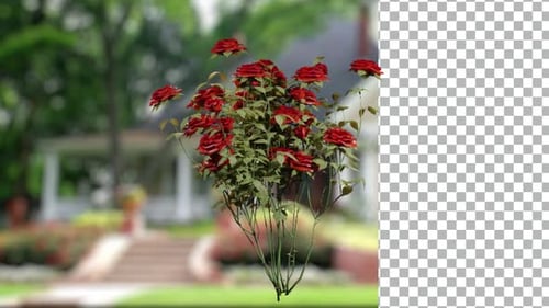 Animierter blühender Baum mit roter Rosenblüte