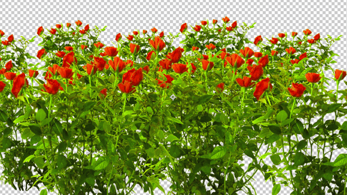 Rose Flower Garden