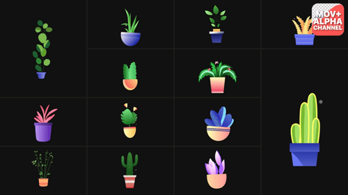 Animated Minimalist House Plants