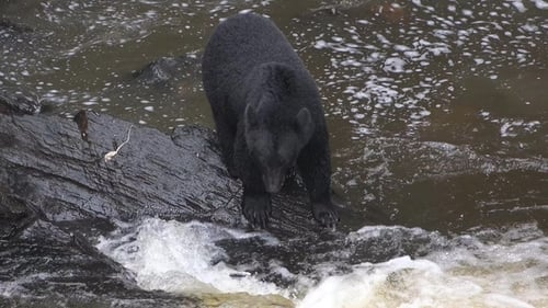 Brown bear fishing on river. Grizzly bear eating salmon fish. Katmai National Park. Wild animals.