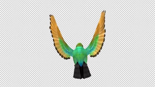 African Bird - Bee Eater - Flying Loop - Rückansicht - Alphakanal