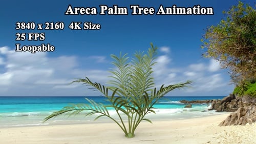 Areca-Palme