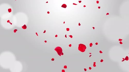 Getrennte rosafarbene Kirschblüten, Rosenblätter, fallende grüne Leinwand für Overlays.