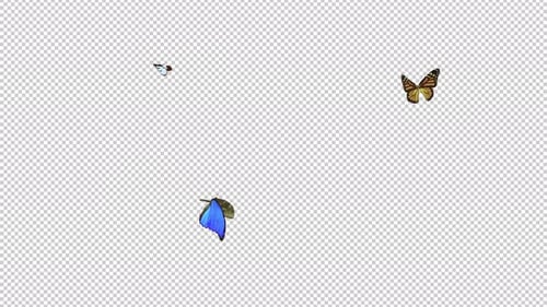 3 Colorful Butterflies - Flying Around Screen - Trasparent Loop - Alpha Channel - 4K
