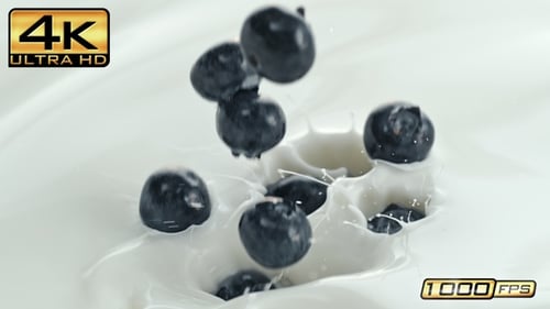 Blueberries Falling into White Liquid Splashing Deliciously