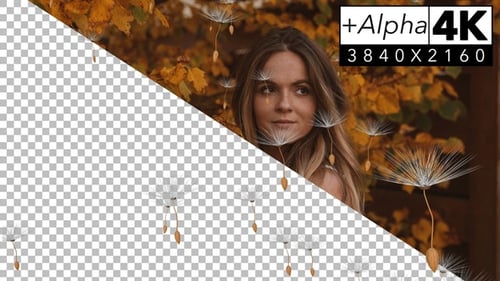 Natural Dandelion Seeds Floating Motion Graphics