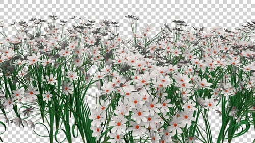 Susans Flowers Field