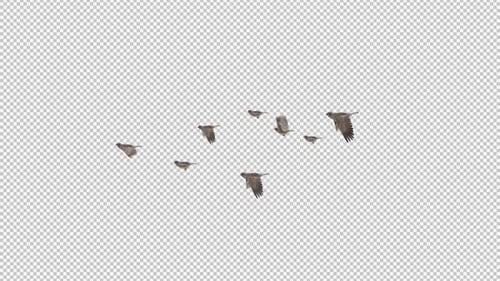 Zebra Finch Flock of 8 Birds - Flying Transition - Side View