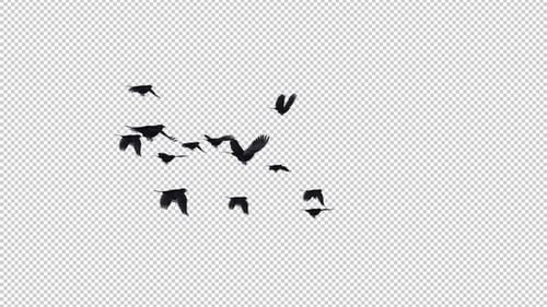 Flock of 13 Black Birds - American Crows - Flying Transition - Back Angle - Alpha Channel