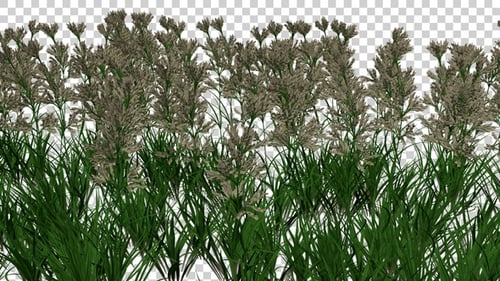 Dactylis Plant Field