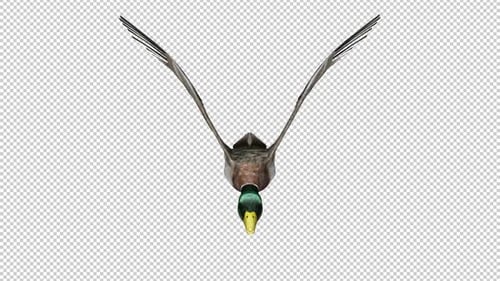 Wild Duck, gibier d'eau, gibier à plumes, mâle colvert, boucle volante, vue aérienne de face CU, canal Alpha