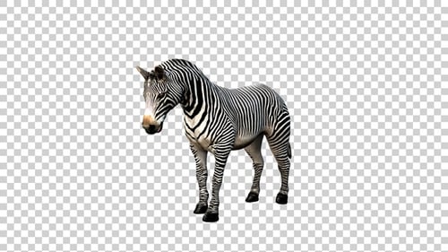 Zebra Lie Down Angle View