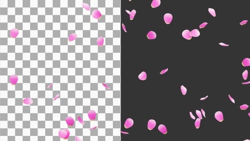 3D Animation of Falling Rose Petals in Soft Lighting | Alpha Channel