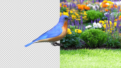Eastern Bluebird Transparenter Hintergrund 2