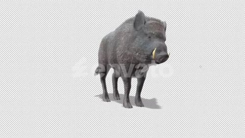 Animated 3D Wild Boar Standing with Transparent Background
