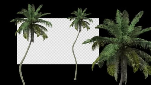 Animated Tree Cocos Nucifera A Spring Summer Alpha