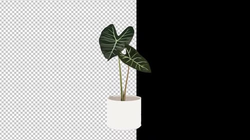 Plant With Pot Alpha Channel 1080p