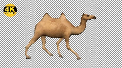 Camel Walking Side View